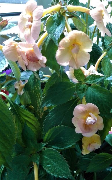  - achimenes 2020 infloriti astazi