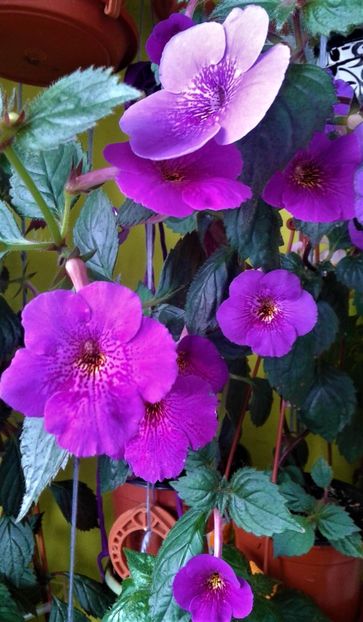  - achimenes 2020 infloriti astazi