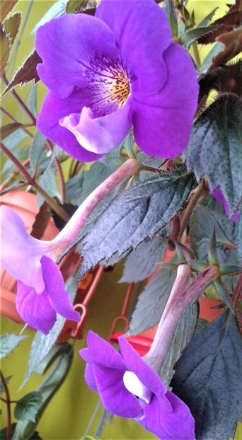  - achimenes 2020 infloriti astazi