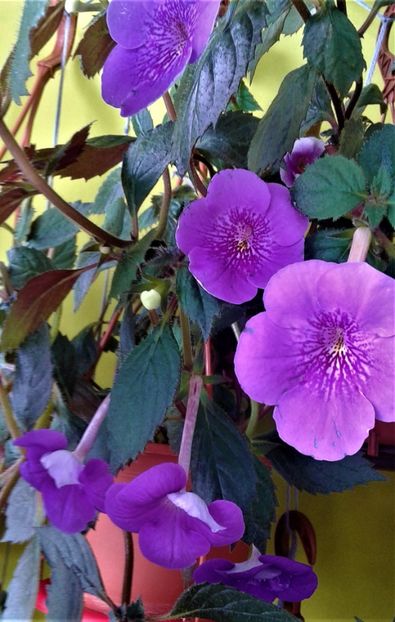  - achimenes 2020 infloriti astazi