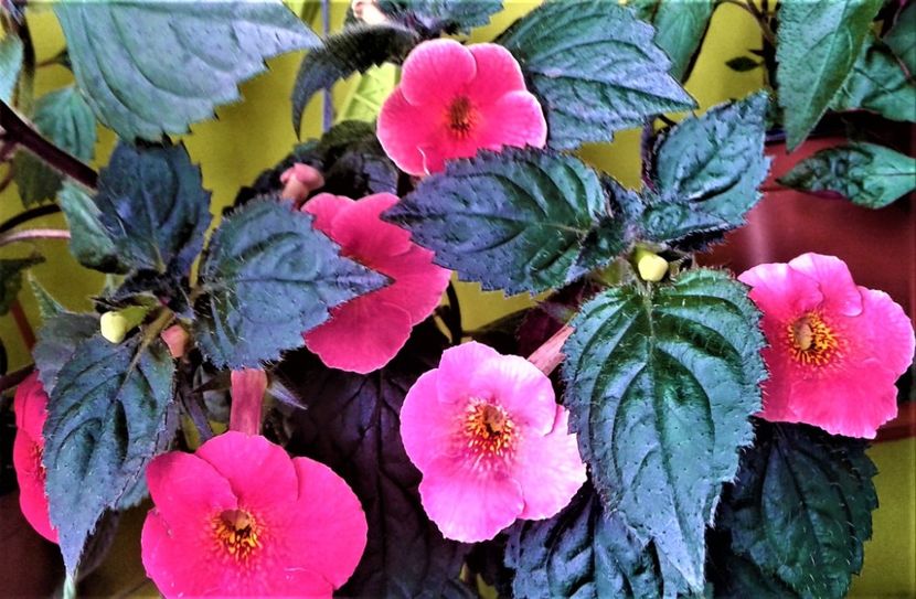  - achimenes 2020 infloriti astazi