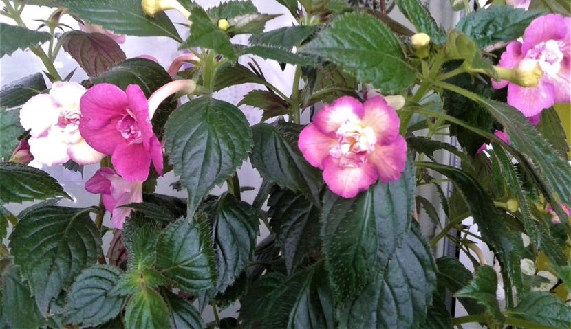  - achimenes 2020 infloriti astazi