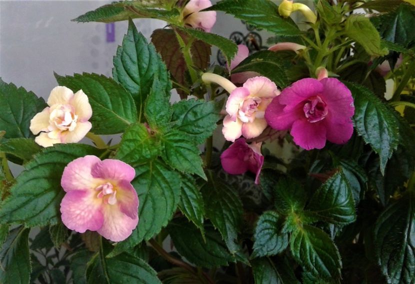  - achimenes 2020 infloriti astazi