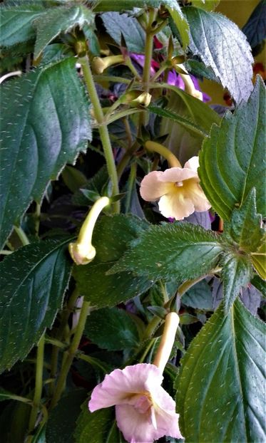  - achimenes 2020 infloriti astazi