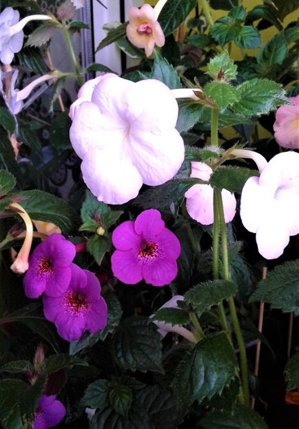  - achimenes 2020 infloriti astazi