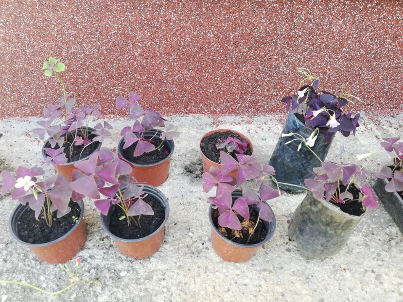 Oxalis roșu - Perene