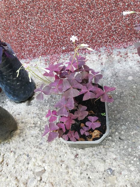 Oxalis rosu, 10 ron - 00 Vanzare plante 2018