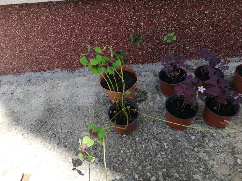 Oxalis verde 7 ron - 00 Vanzare plante 2018