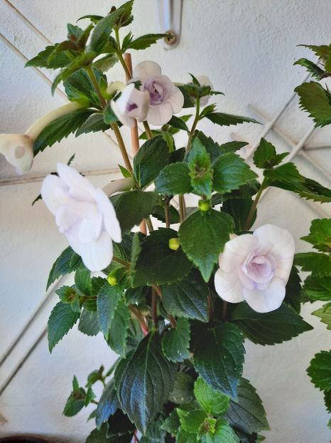  - Double Picotte Rose