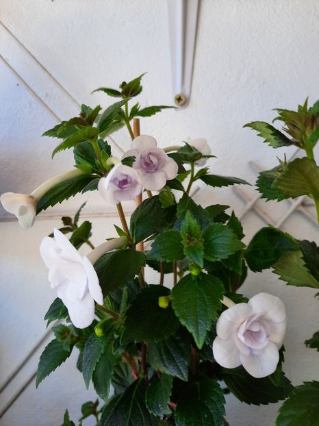  - Double Picotte Rose