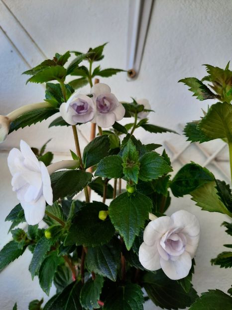 - Double Picotte Rose