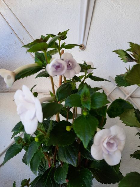  - Double Picotte Rose