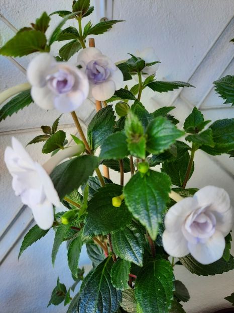  - Double Picotte Rose