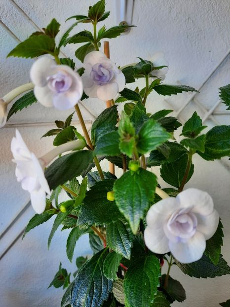  - Double Picotte Rose