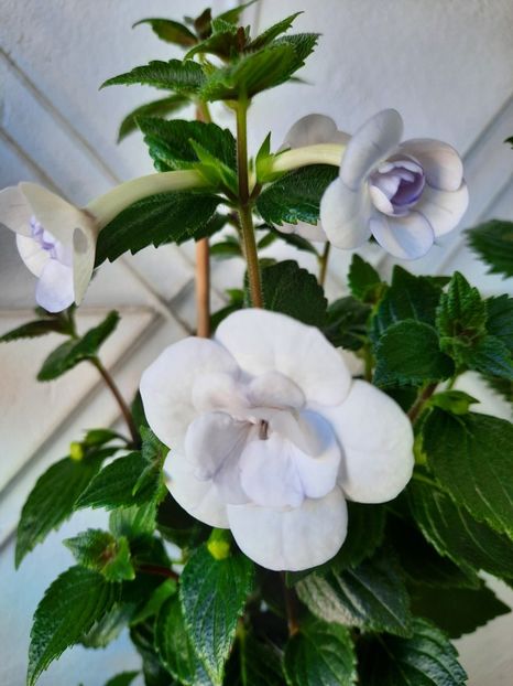  - Double Picotte Rose
