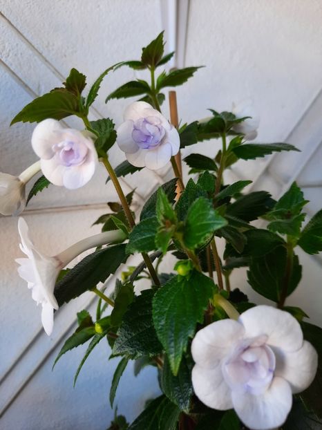  - Double Picotte Rose