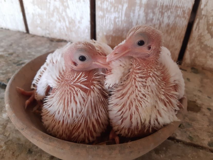 PERECHEA  11  2M  . - 05 PUI TEXANI 2020