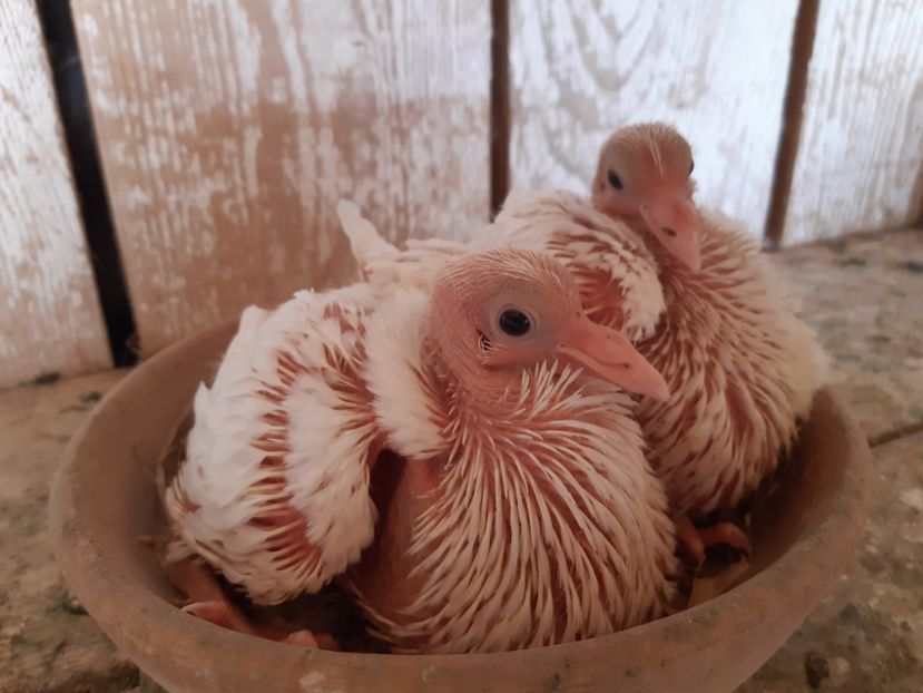  - 05 PUI TEXANI 2020