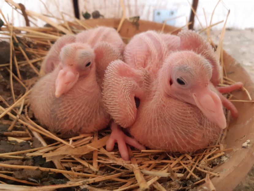 PERECHEA  4        2 M Alb bob  . - 05 PUI TEXANI 2020