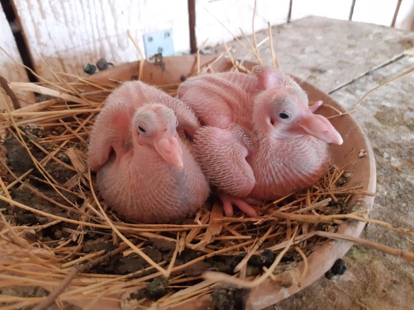  - 05 PUI TEXANI 2020