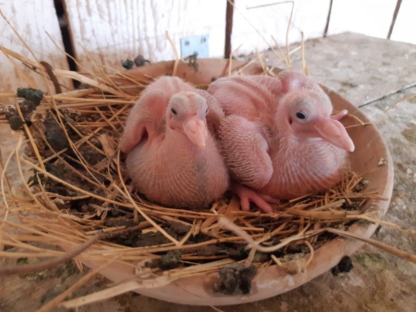  - 05 PUI TEXANI 2020