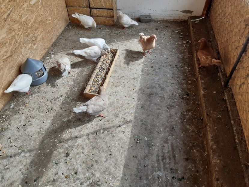  - 05 PUI TEXANI 2020