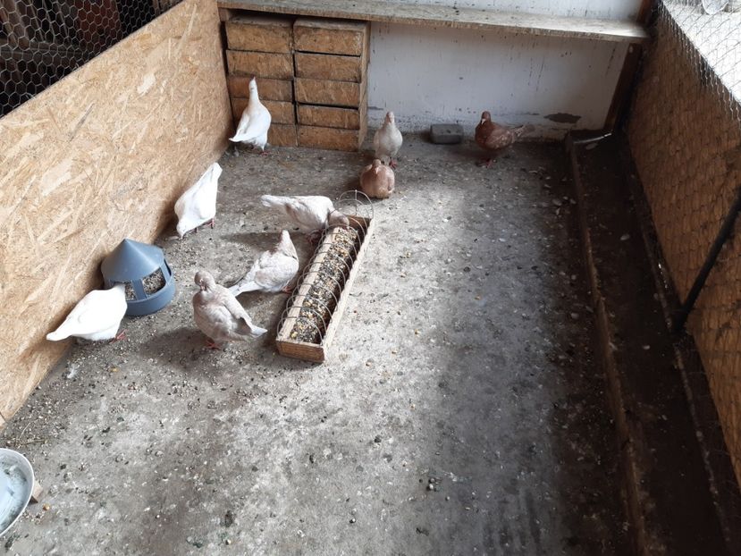  - 05 PUI TEXANI 2020