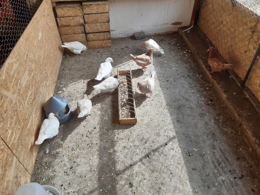  - 05 PUI TEXANI 2020