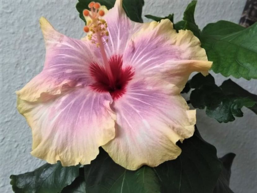 3a - Hibiscus din seminte 2020-2021