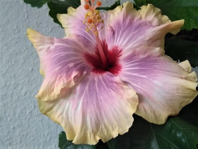  - Hibiscus din seminte 2020-2021