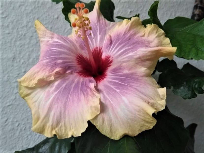  - Hibiscus din seminte 2020-2021