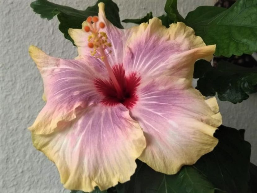  - Hibiscus din seminte 2020-2021