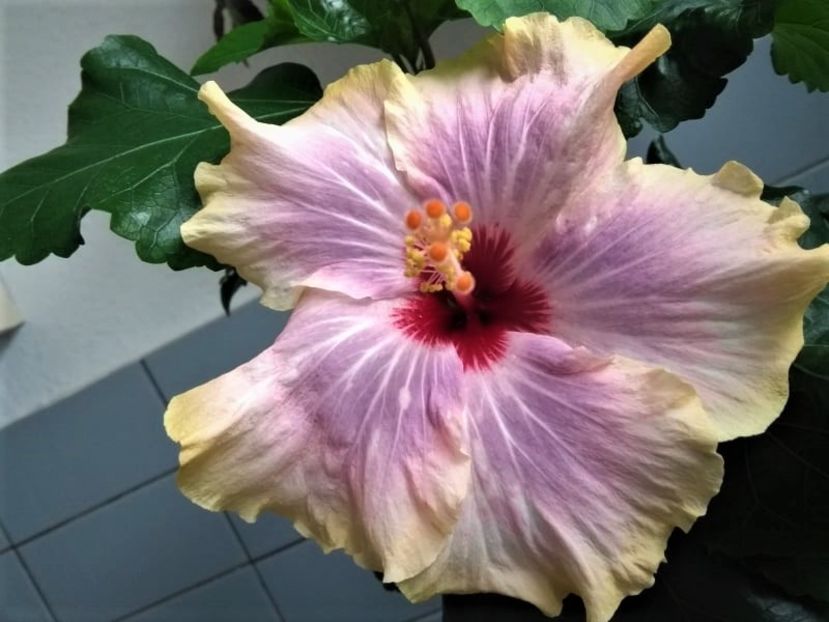  - Hibiscus din seminte 2020-2021
