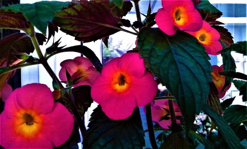  - 000018 ACHIMENES