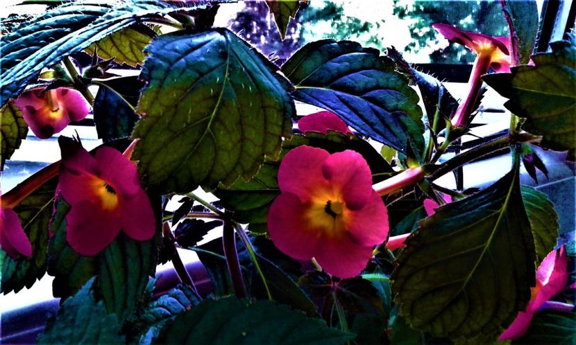  - 000018 ACHIMENES