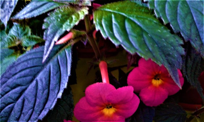  - 000018 ACHIMENES