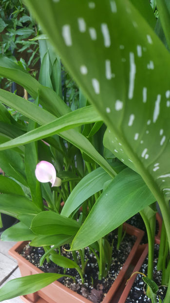 zantedeschia pink - Gradina si terasa PrimaLuce_7-Hello 2020