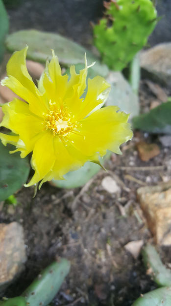 opuntia hybr. - Gradina si terasa PrimaLuce_7-Hello 2020