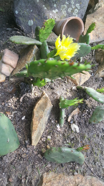 opuntia hybr. - Gradina si terasa PrimaLuce_7-Hello 2020