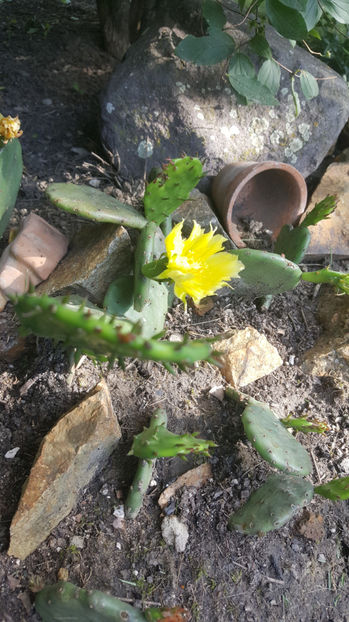 opuntia hybr. - Gradina si terasa PrimaLuce_7-Hello 2020