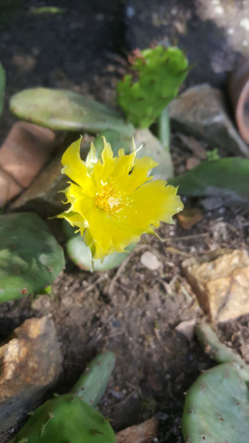 opuntia hybr. - Gradina si terasa PrimaLuce_7-Hello 2020