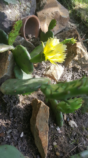 opuntia hybr. - Gradina si terasa PrimaLuce_7-Hello 2020