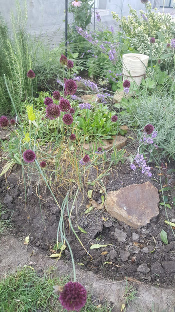 allium sphaerocephalon - Gradina si terasa PrimaLuce_7-Hello 2020