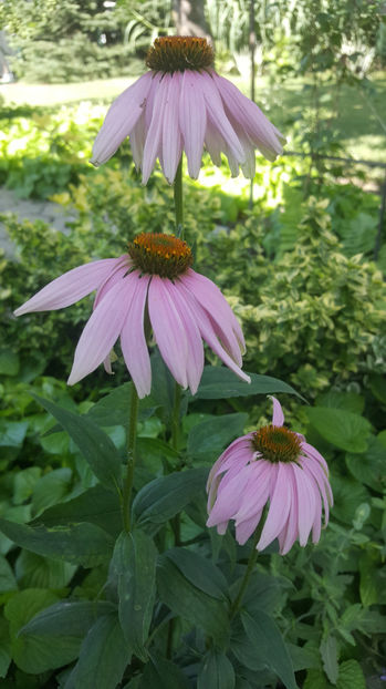 echinacea purpurea - Gradina si terasa PrimaLuce_7-Hello 2020