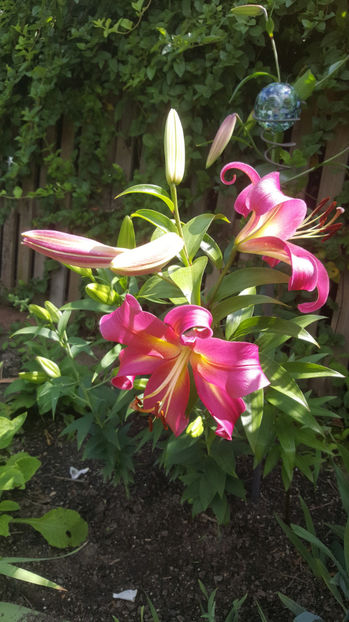 lilium orientale "Empoli" - Gradina si terasa PrimaLuce_7-Hello 2020