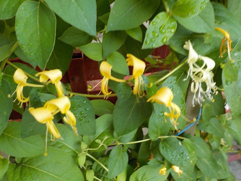  - lonicera