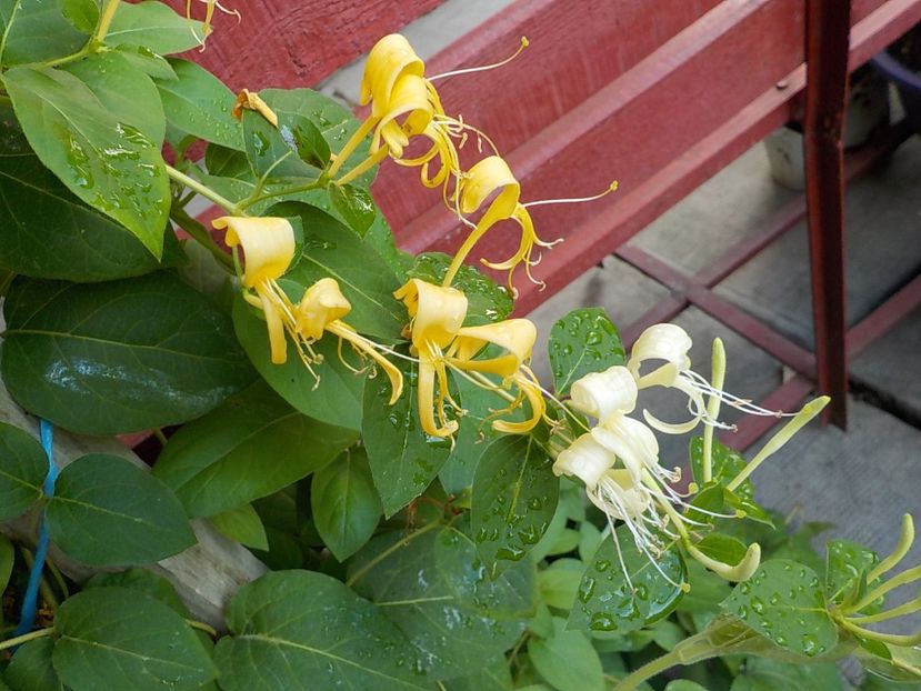  - lonicera