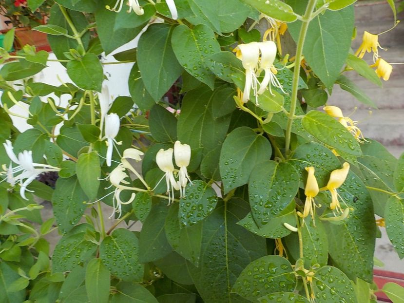  - lonicera