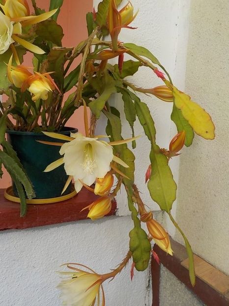  - Genul Epiphyllum