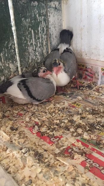 B6746AA7-D639-4933-B2F1-24EA76817CBE - Pui 2020 Galateni